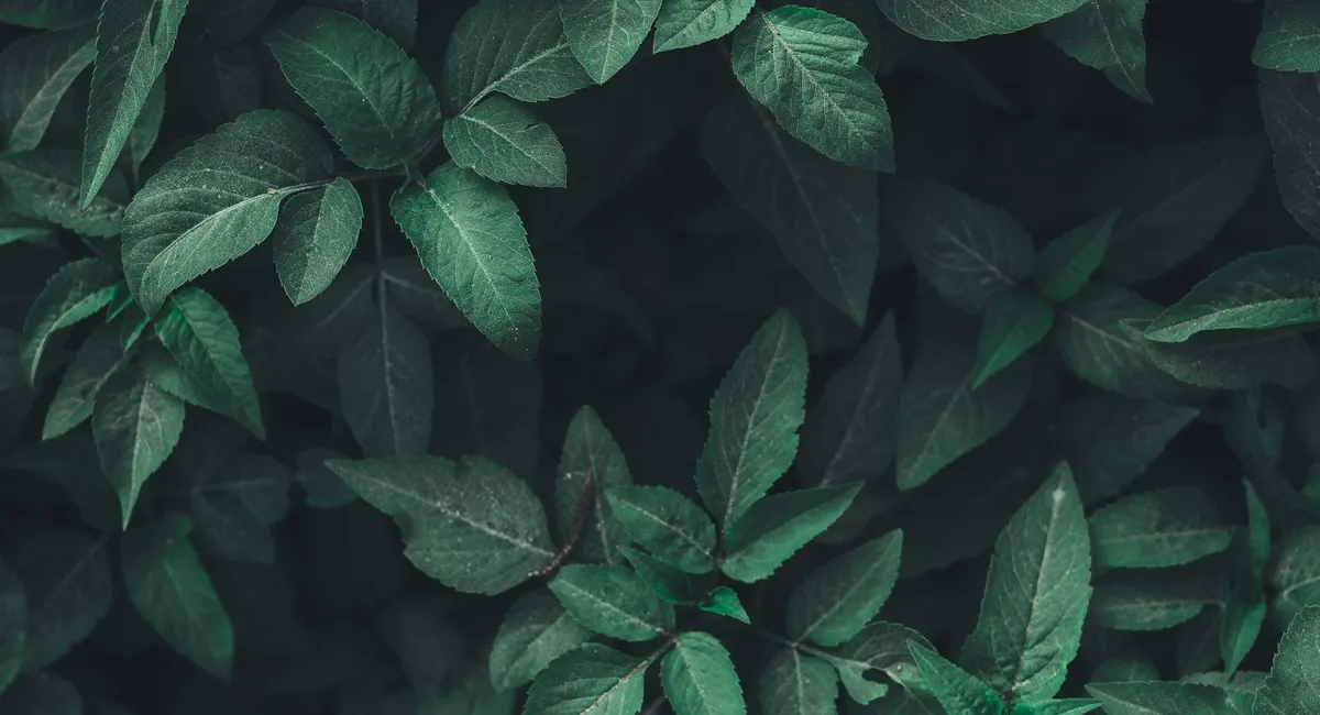 A quiet study of green leaves and soft natural light