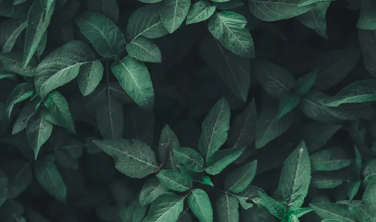 A quiet study of green leaves and soft natural light